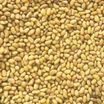 بذر یونجه رنجر