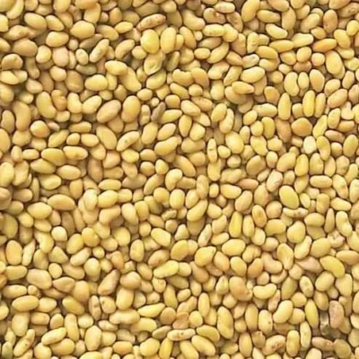 بذر یونجه رنجر