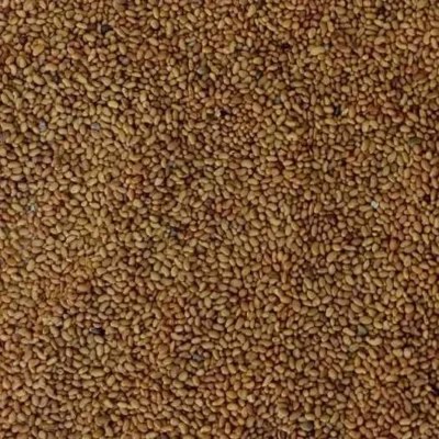 بذر یونجه همدانی